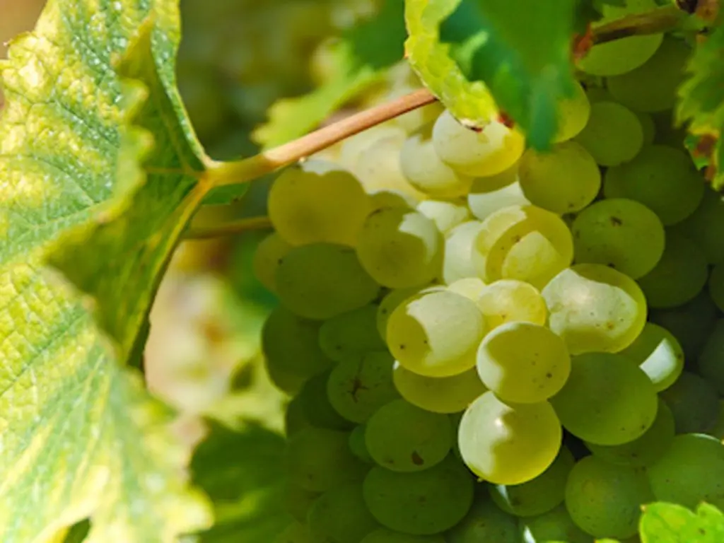 DEG-StevanLira-Vendanges-72