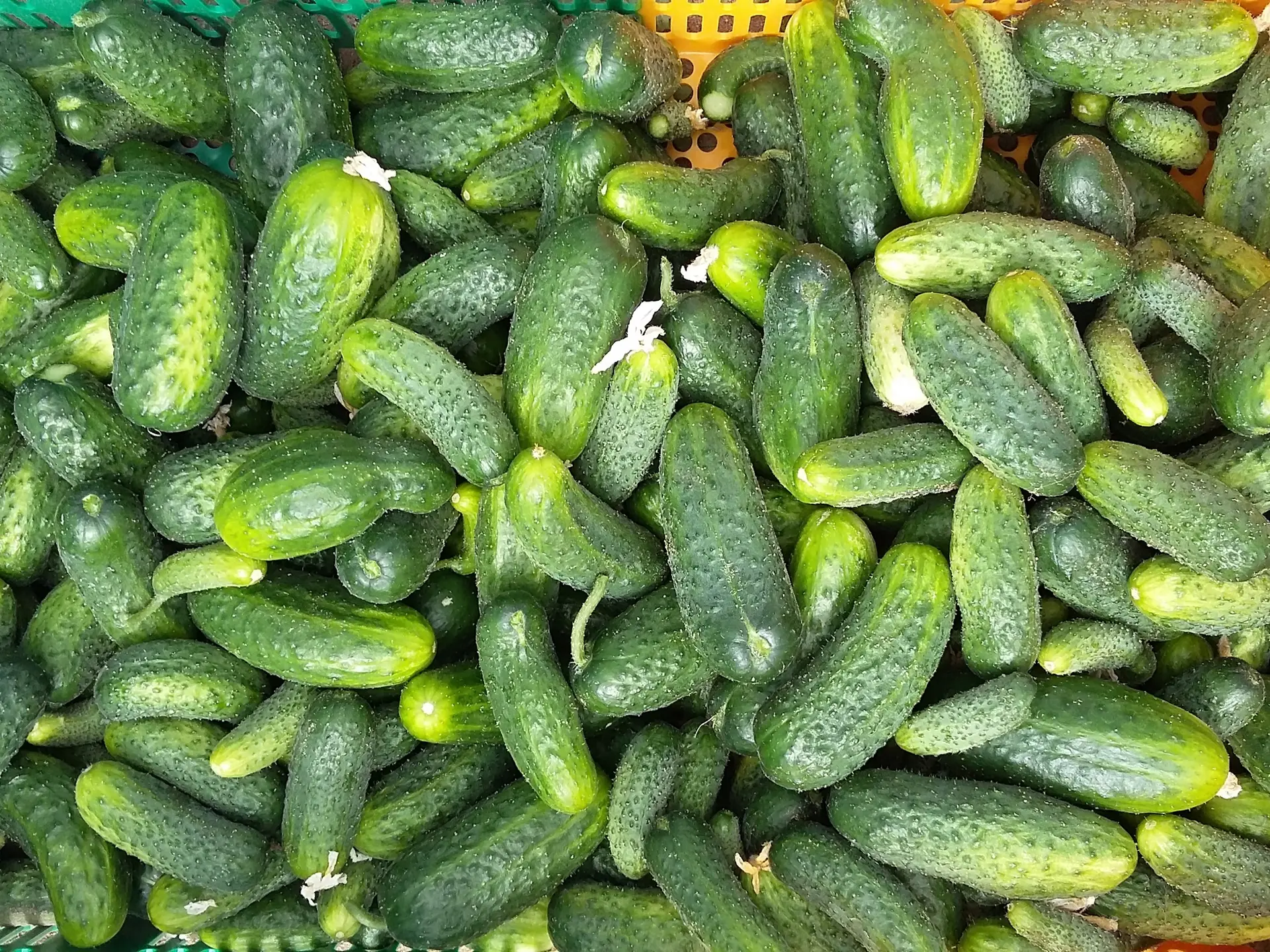 Exploitation-Olivier-Corbin_2-1