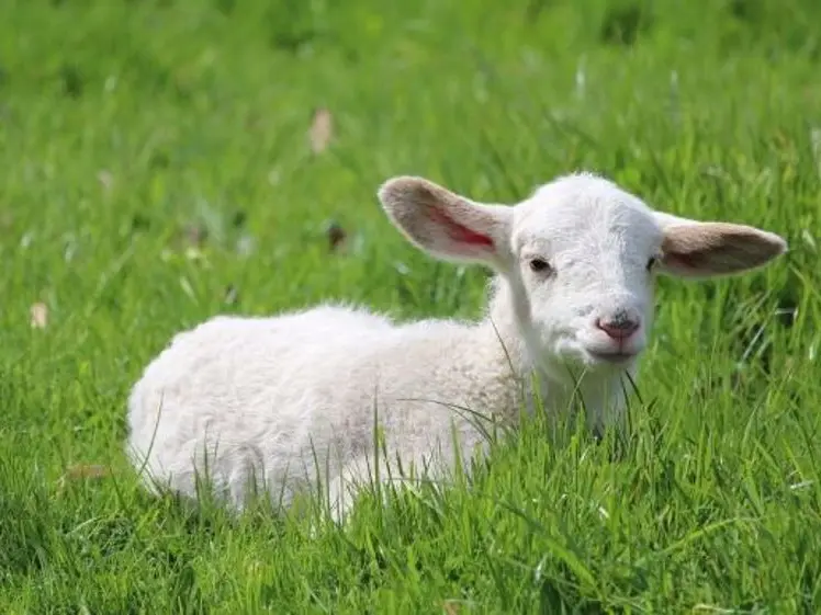 fiches_agneau-1000x562