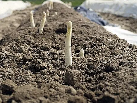 ob-c2347a-culture-champ-asperge