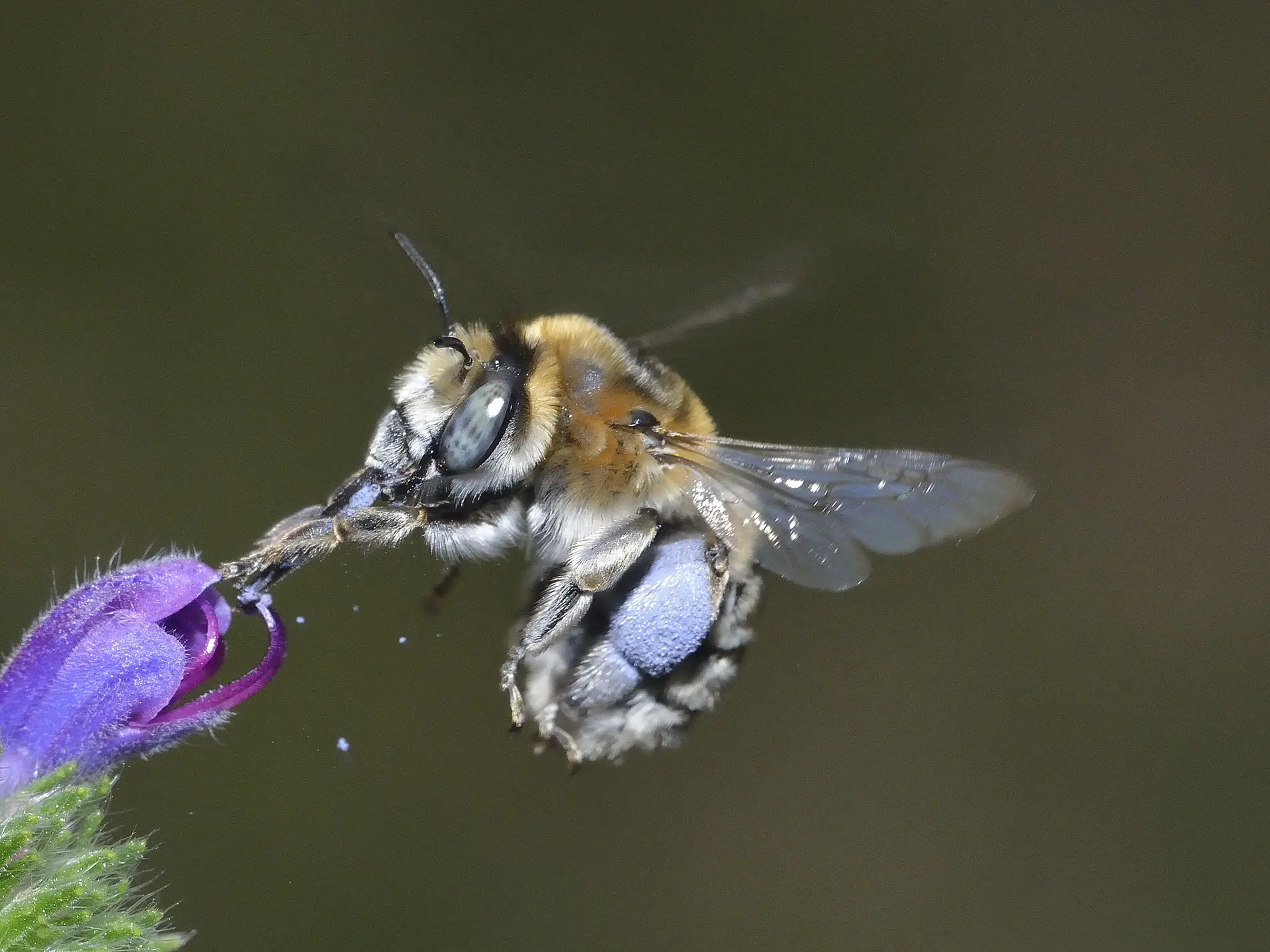 45_Anthophora femorata female - David Genoud