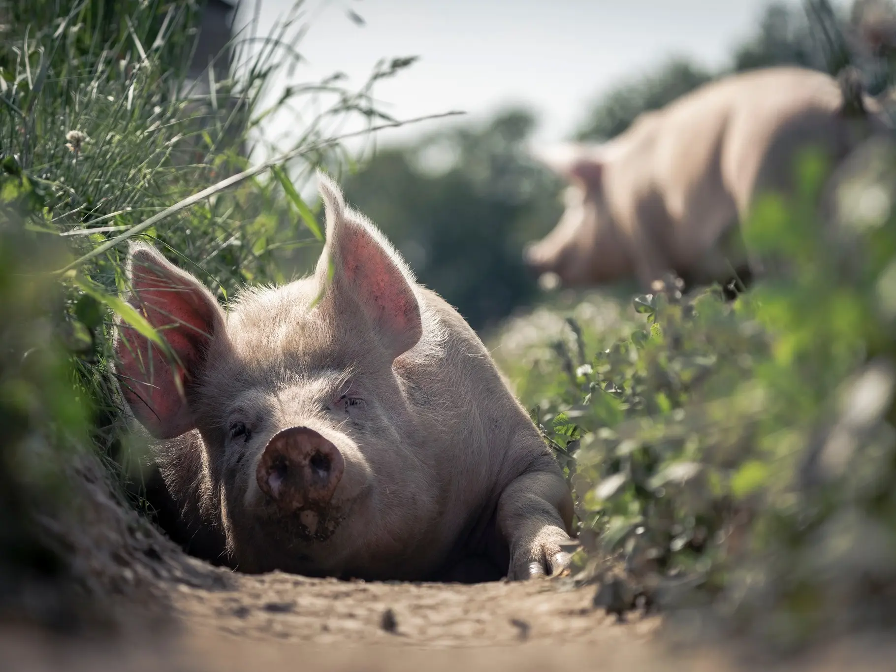 Cochon - Ferme de la Chomas - Pageas