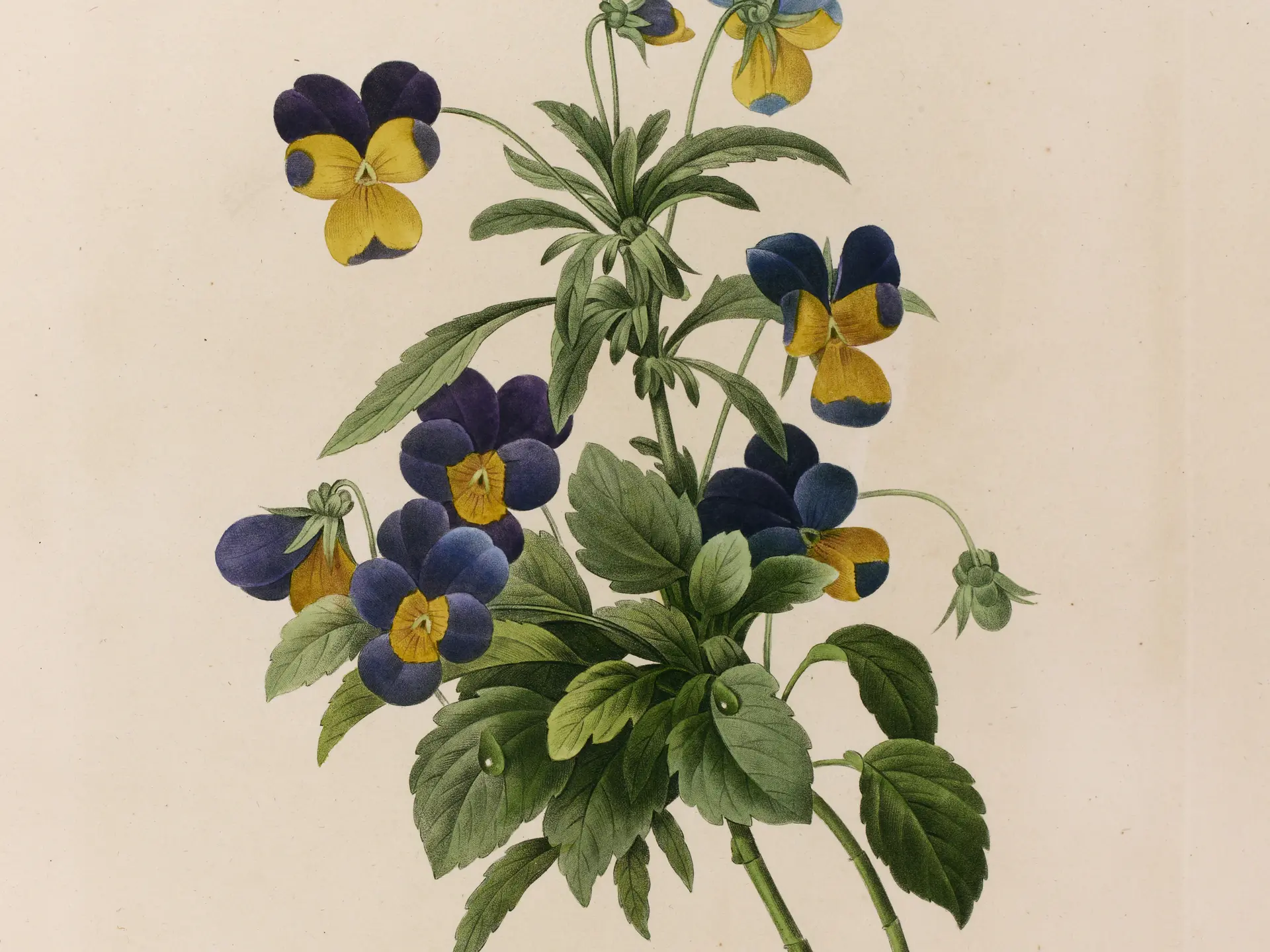 Pierre-Joseph Redouté, Pensée sauvage (Viola Tricolor), 1827