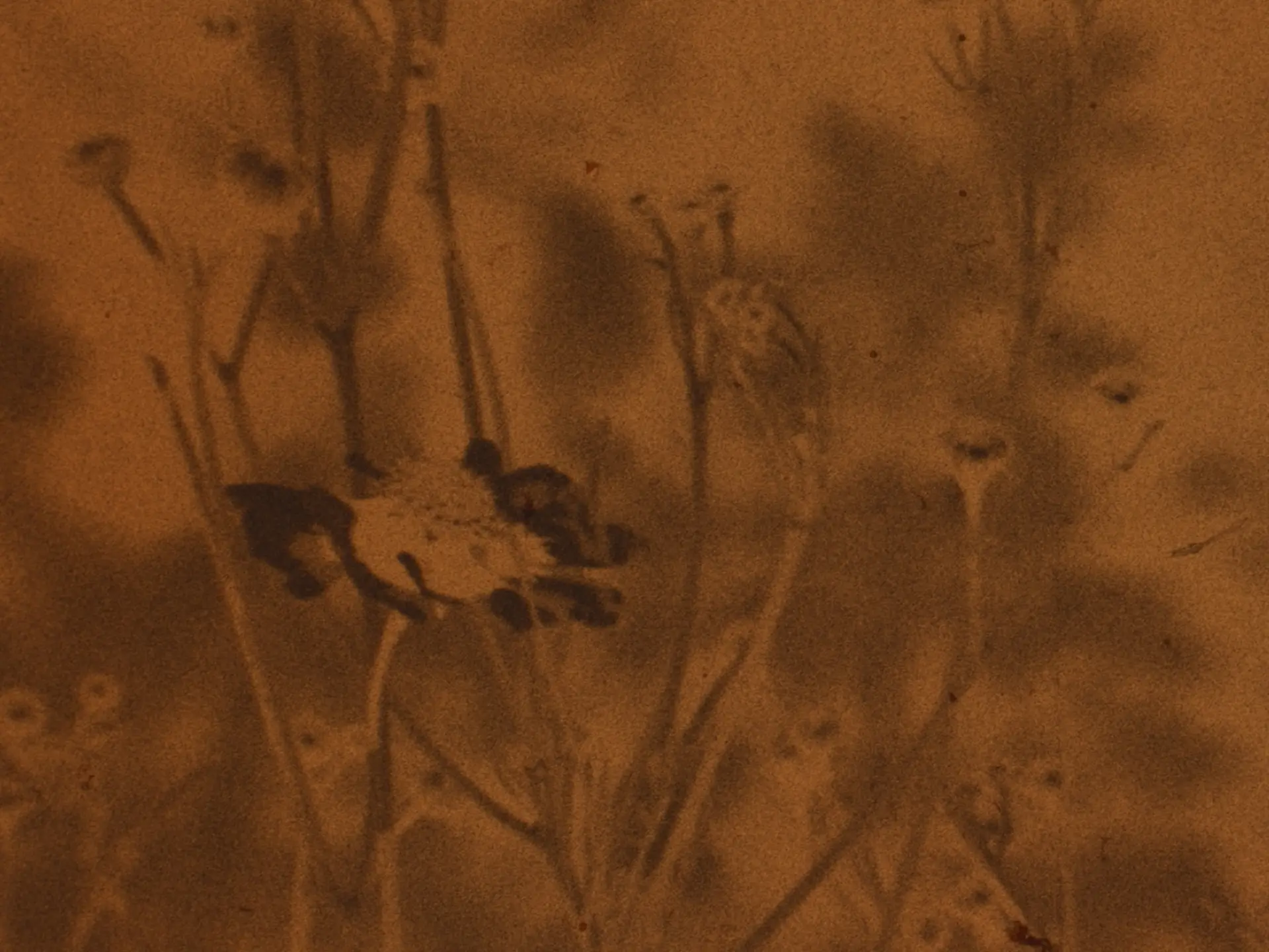 Emmanuelle Nègre, Couleurs du jardin, 2025