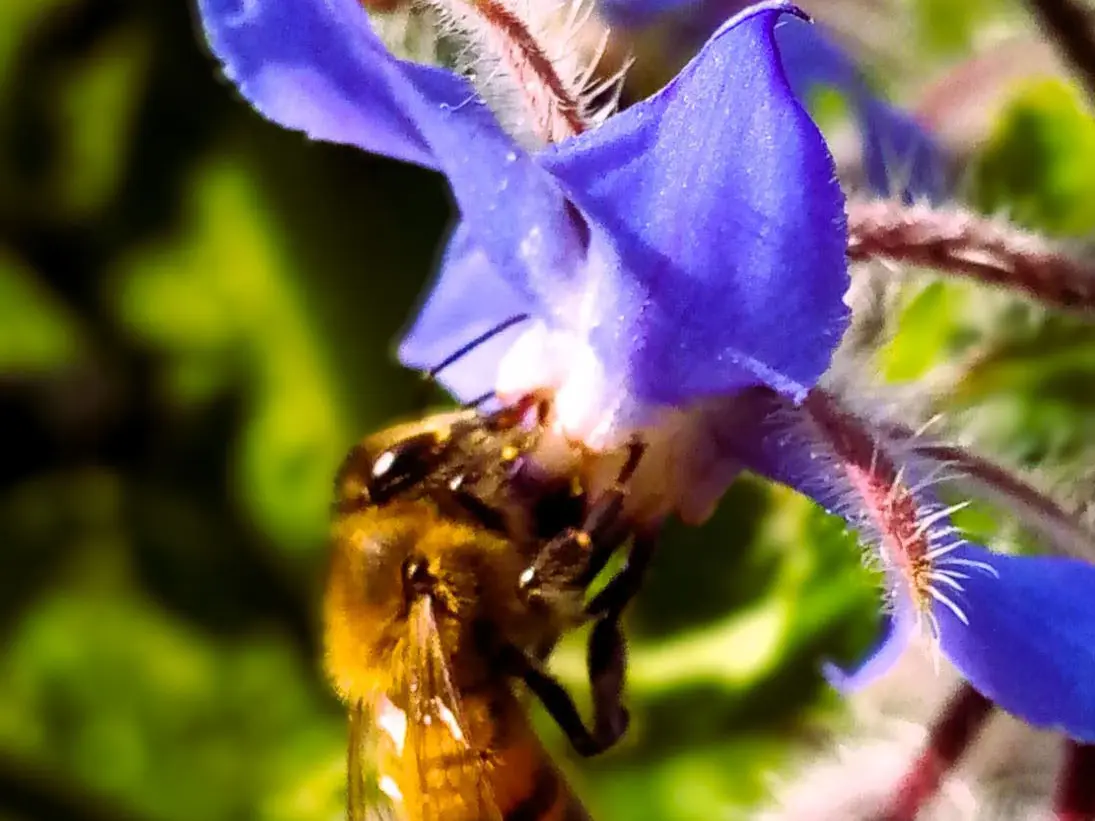 Fête de la nature