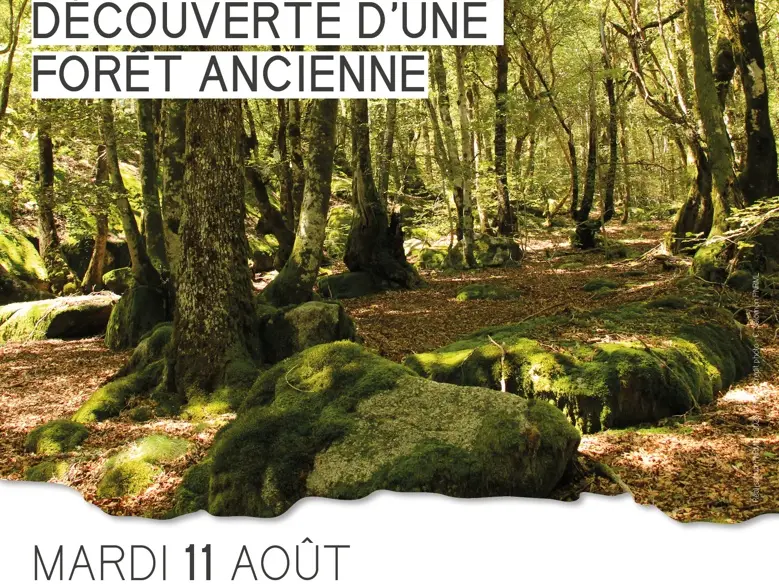 20260811_LA CROISILLE_foret ancienne-web