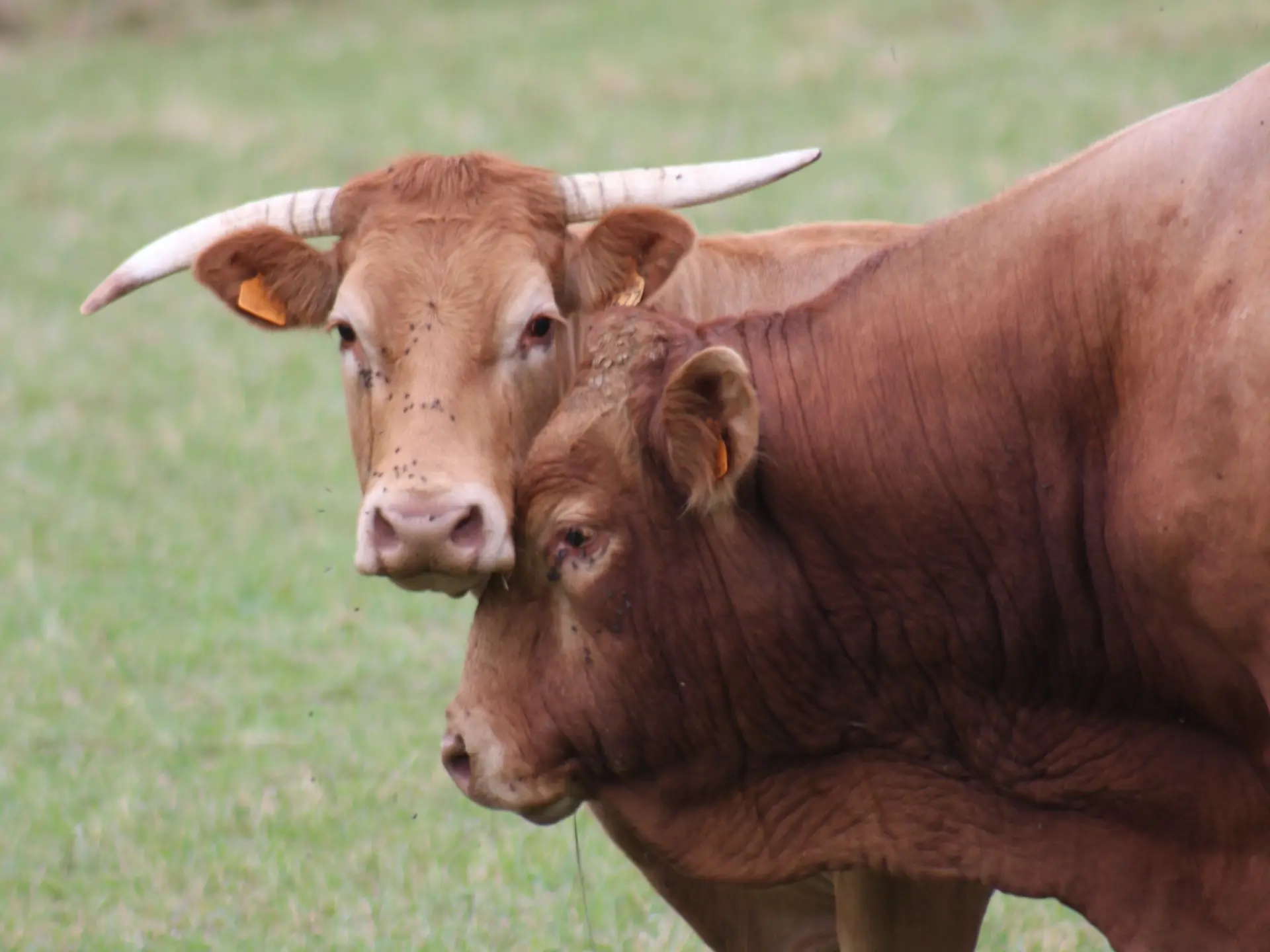 La viande bovine limousine_1