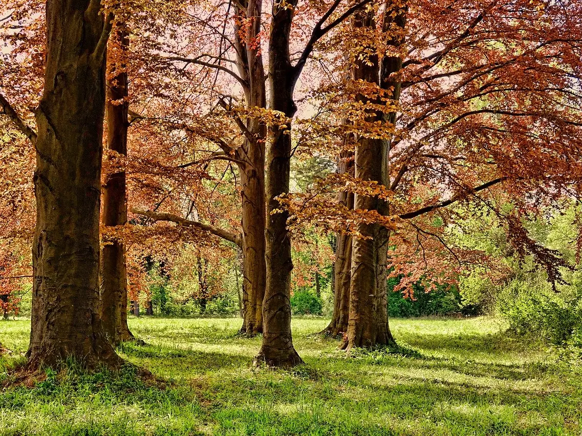 Aires de pique nique à Saint-Junien-les-Combes_1