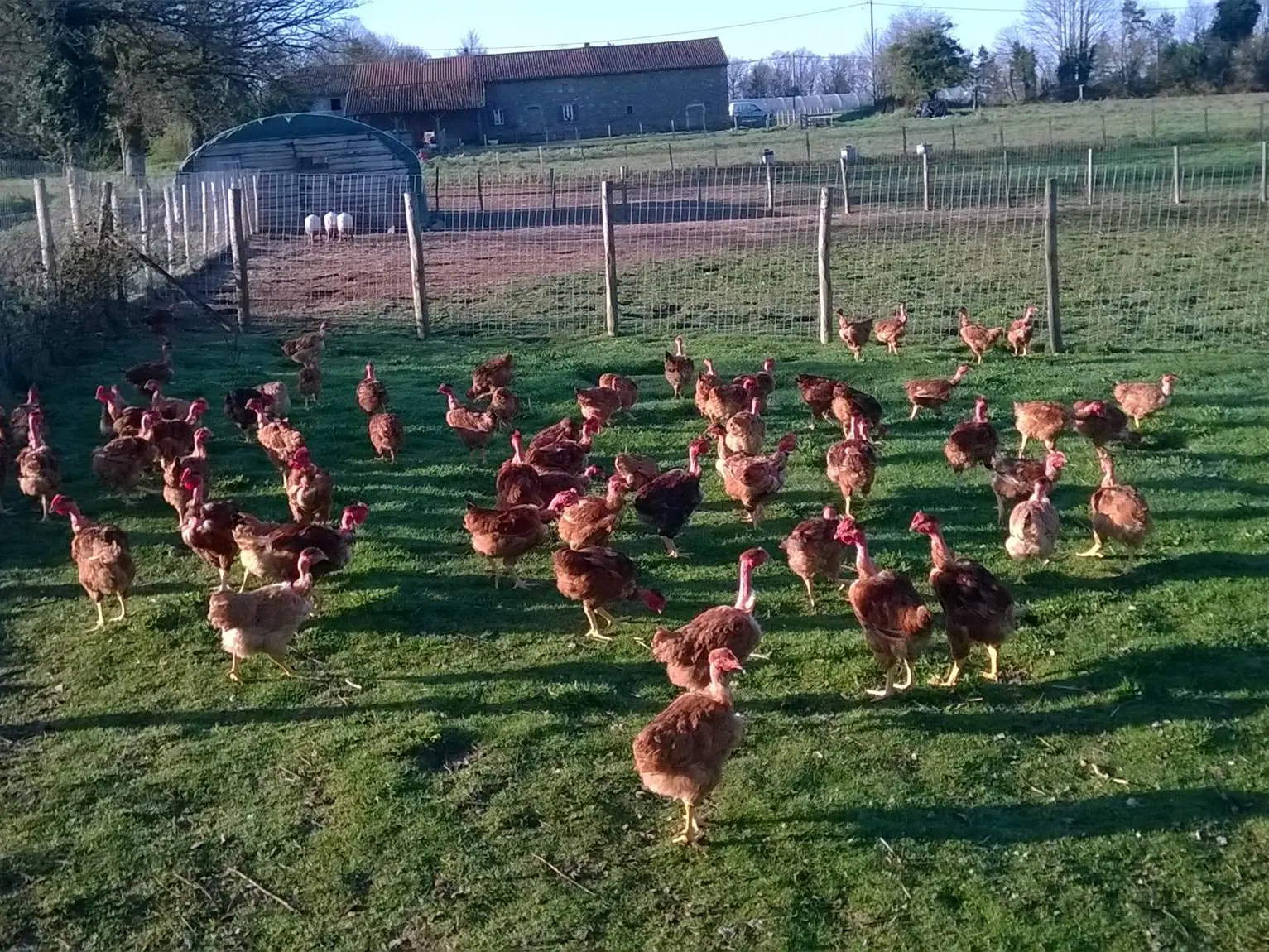 Volailles et oeufs fermiers de la ferme des Chabo'T_1