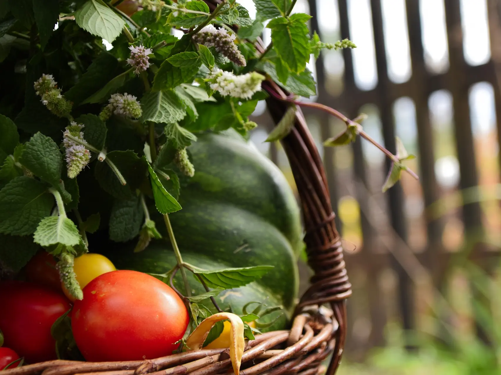 Légumes bio de la Ferme de la Salamandre_1