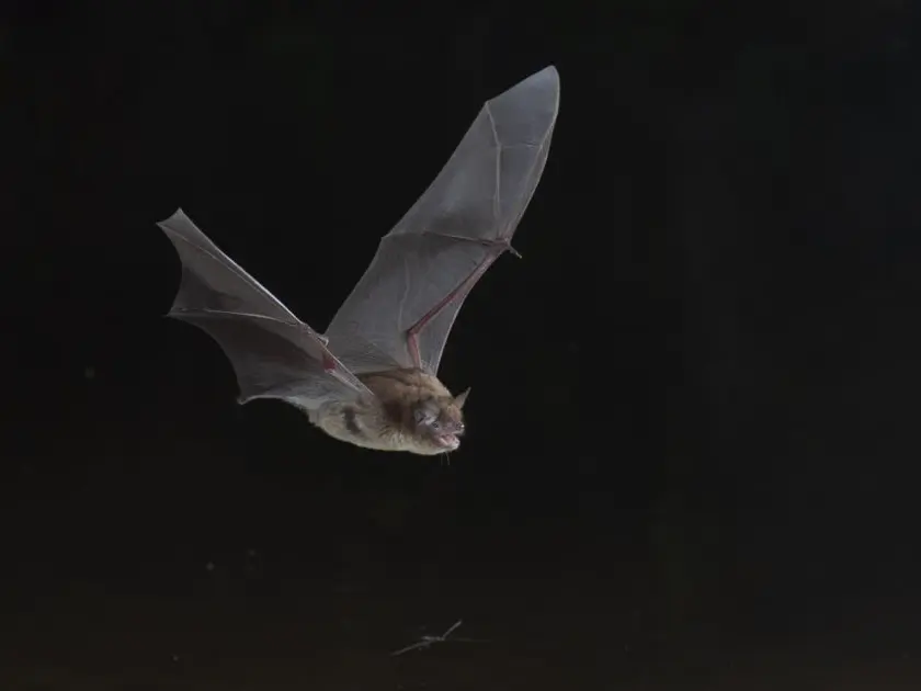 CH-1950-ah-Myotis-daubentoni-HD-credit.-JM.Bo