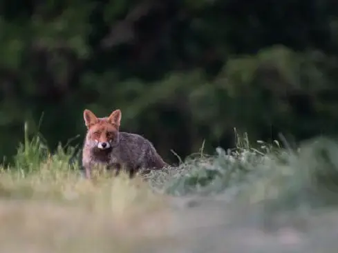 Renard