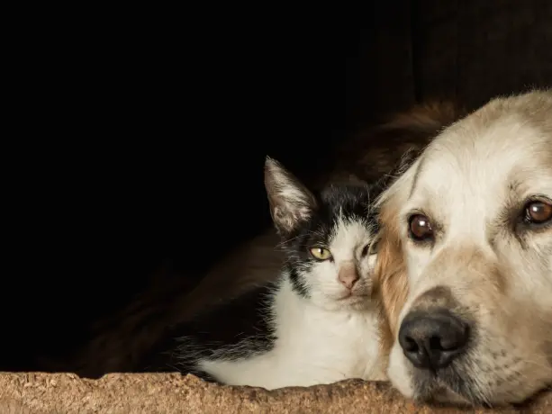 Chien et chat