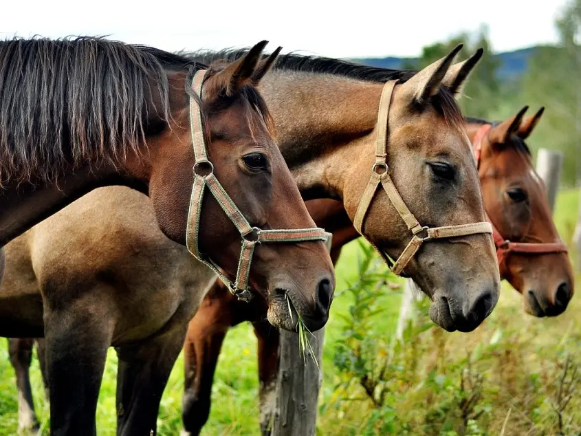 Chevaux