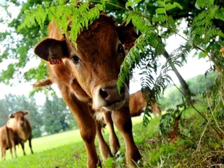 Ferme Chezeau