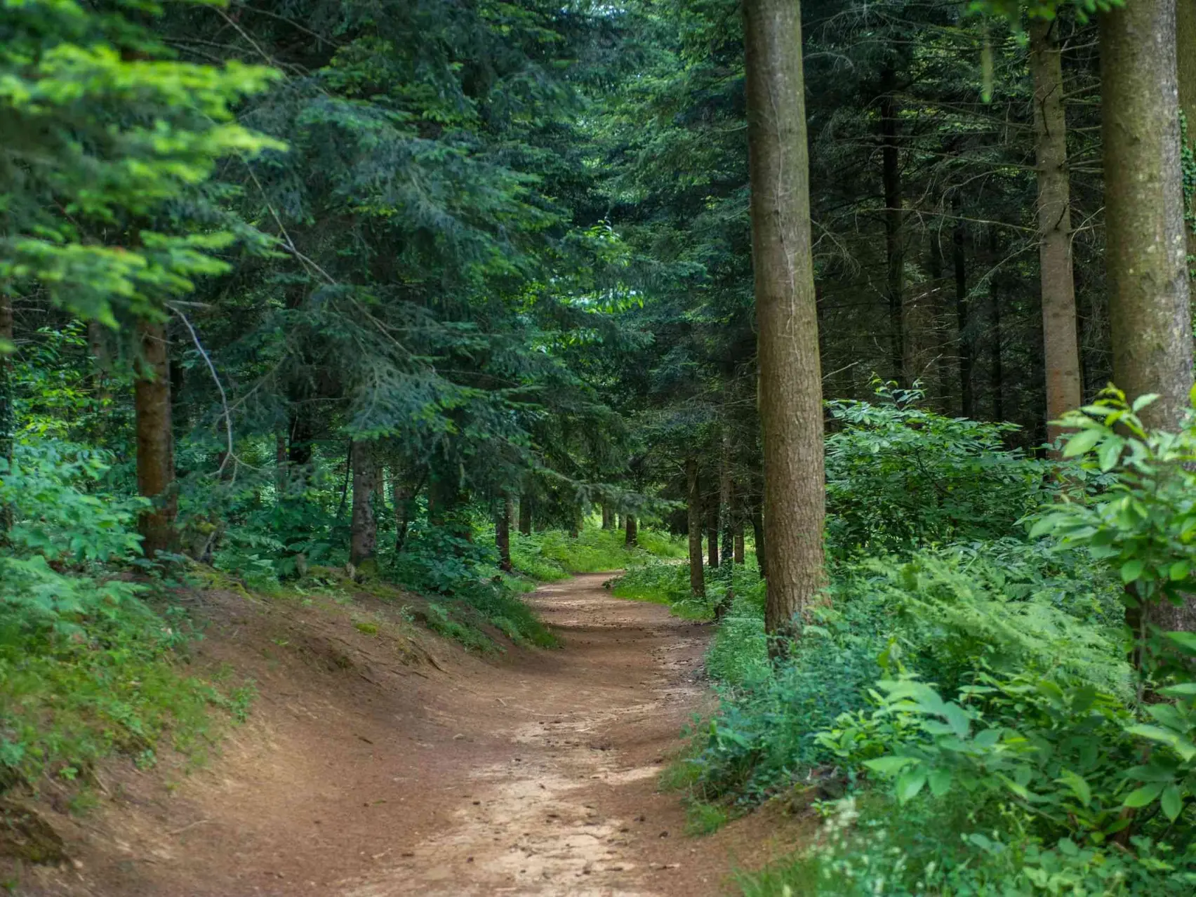 Forêt des Vaseix