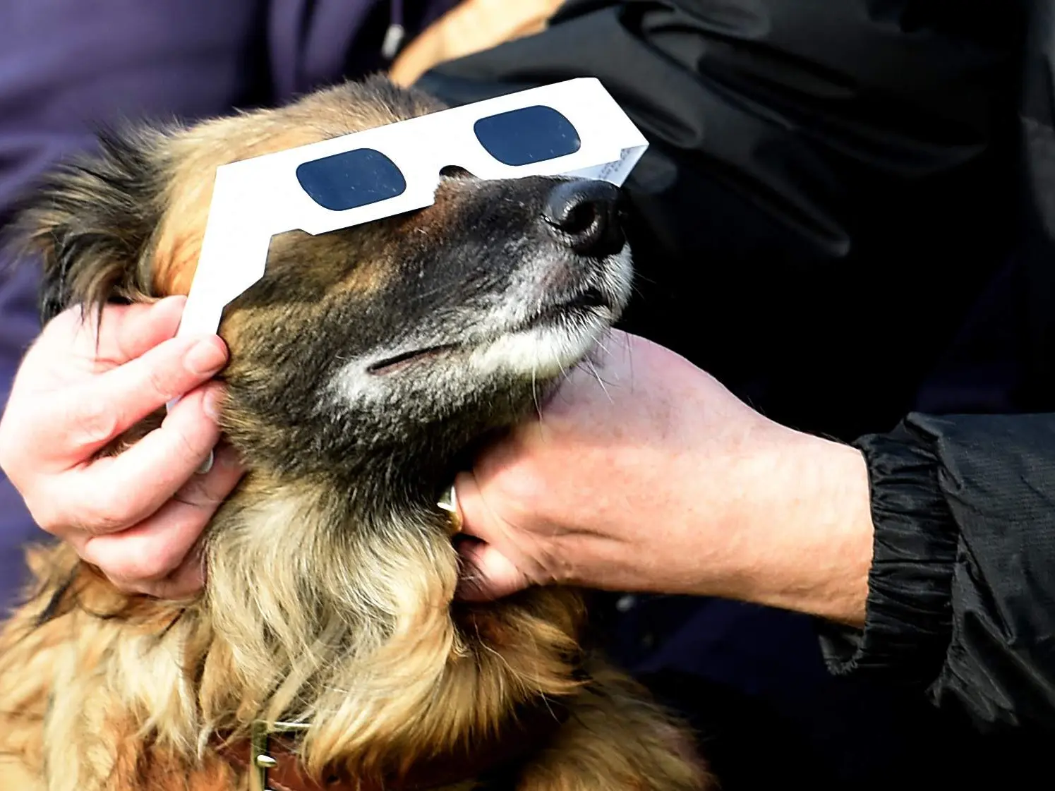 Chien avec lunettes pour voir l'éclipse