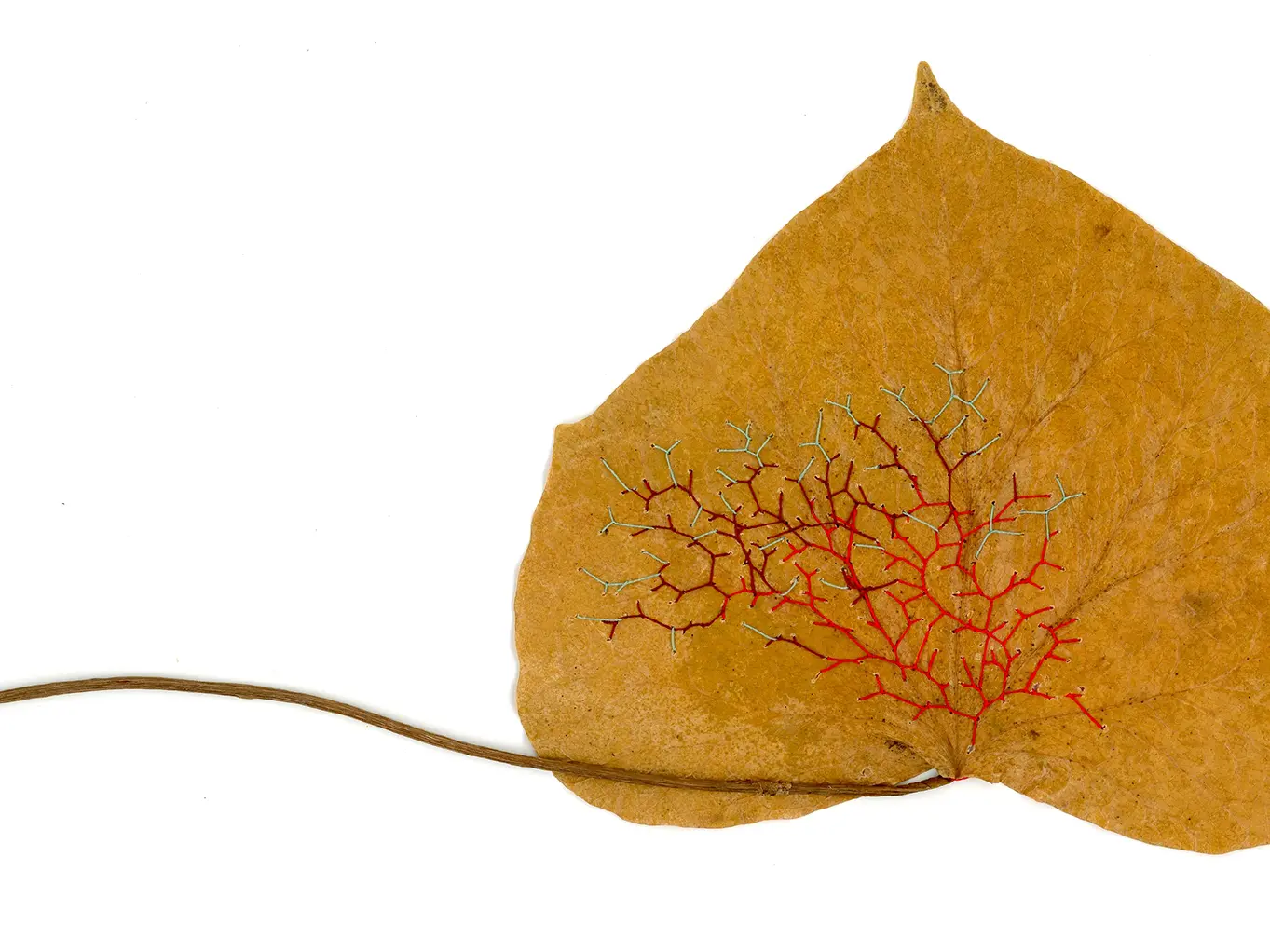 Wild Leaves EN 2026