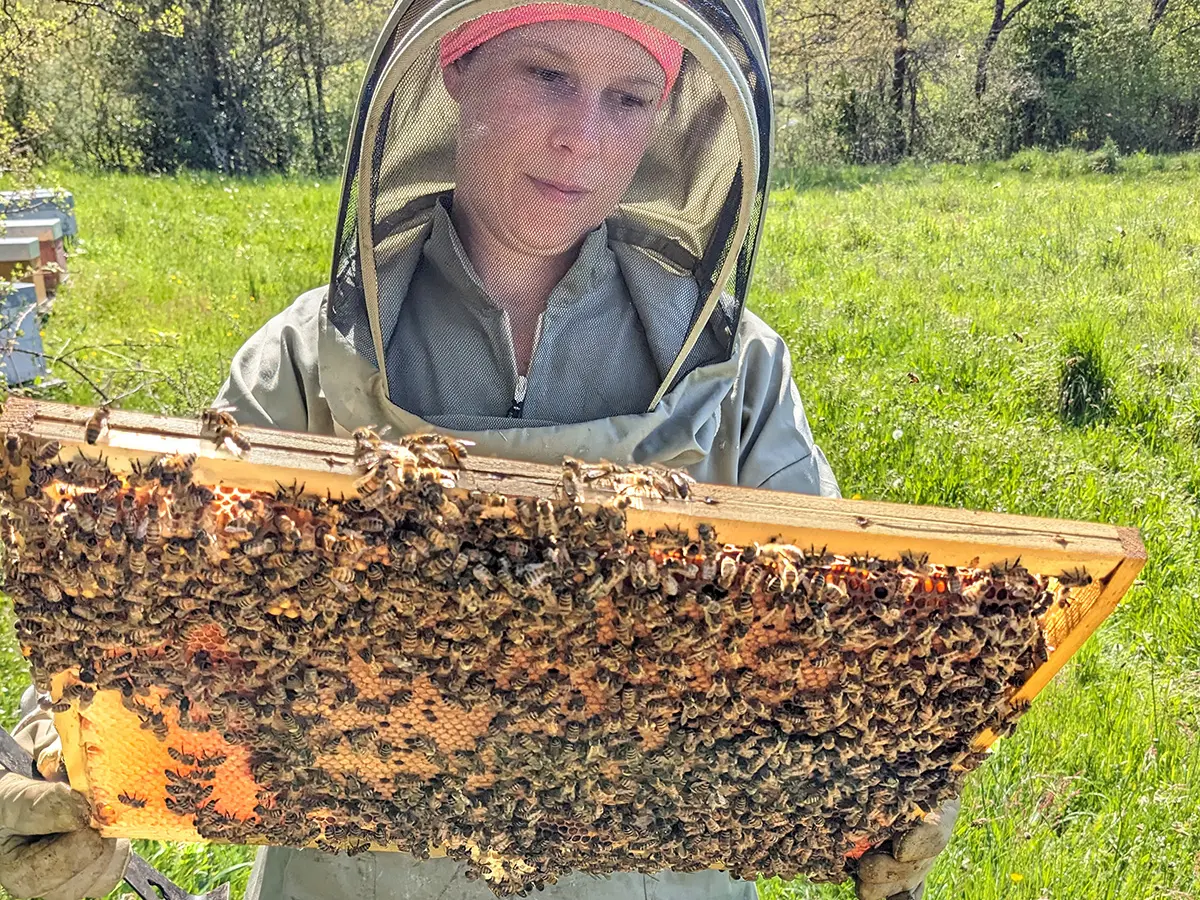 Melodie des abeilles