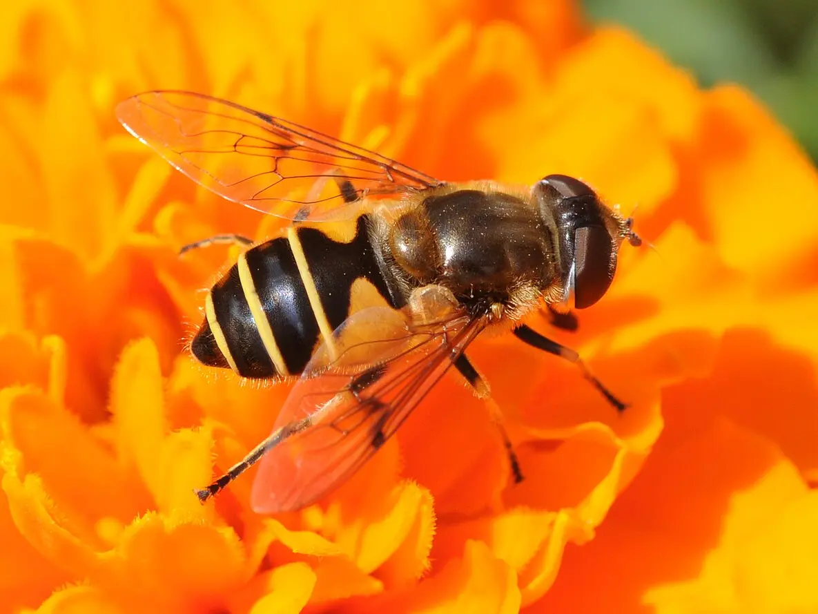 Syrphe