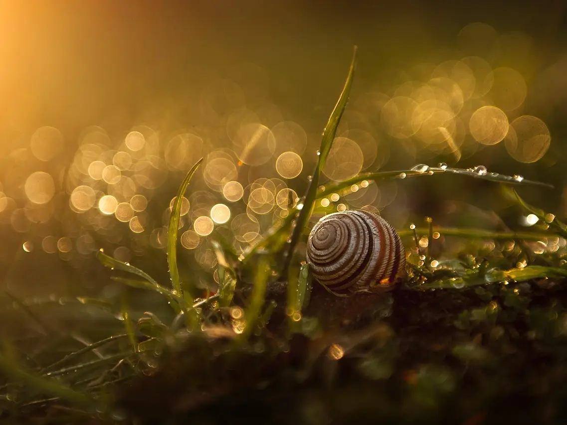 basilsmith-snail