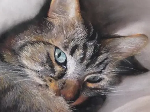 chat