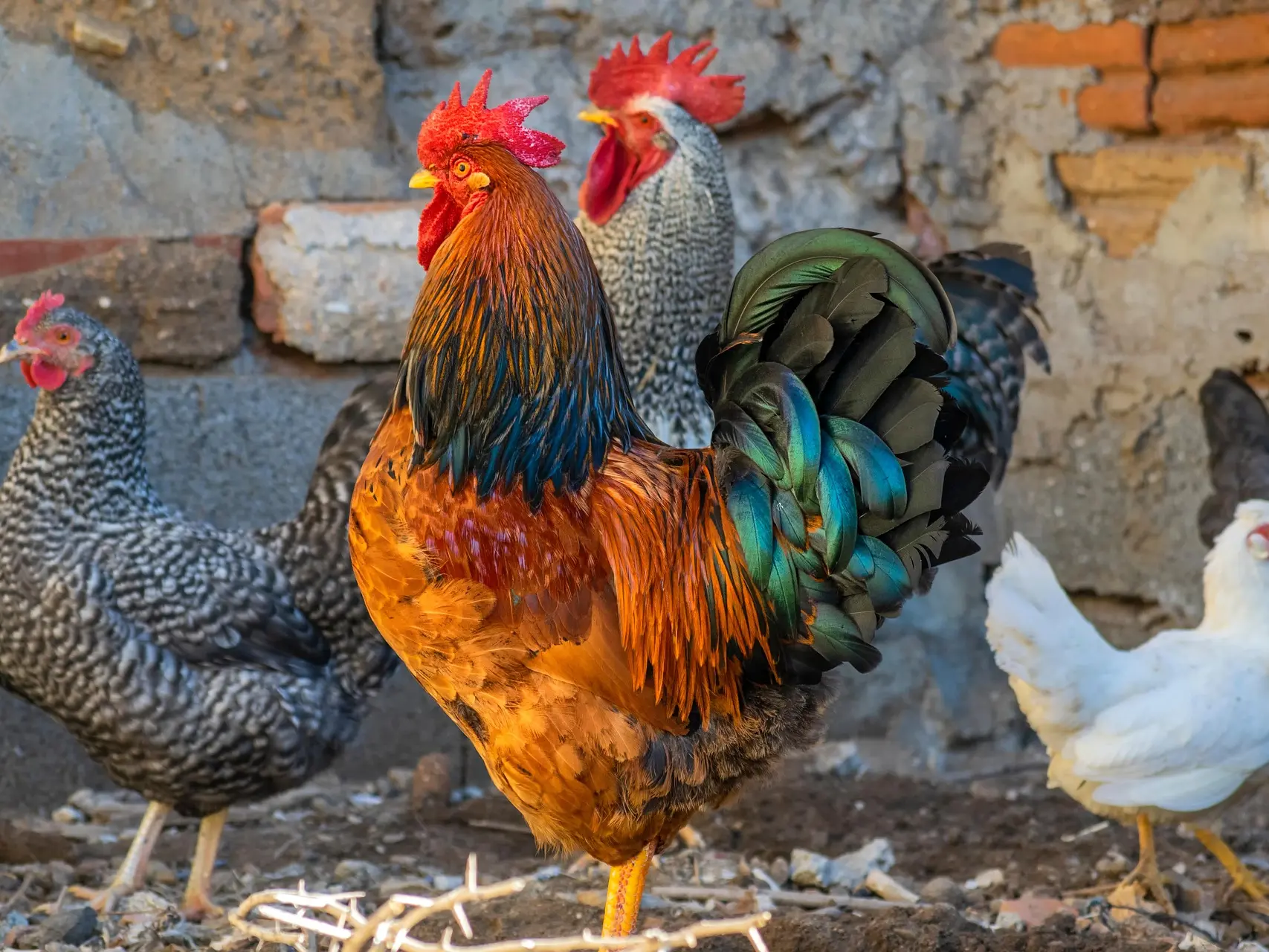 elg21-rooster-5817004_1920