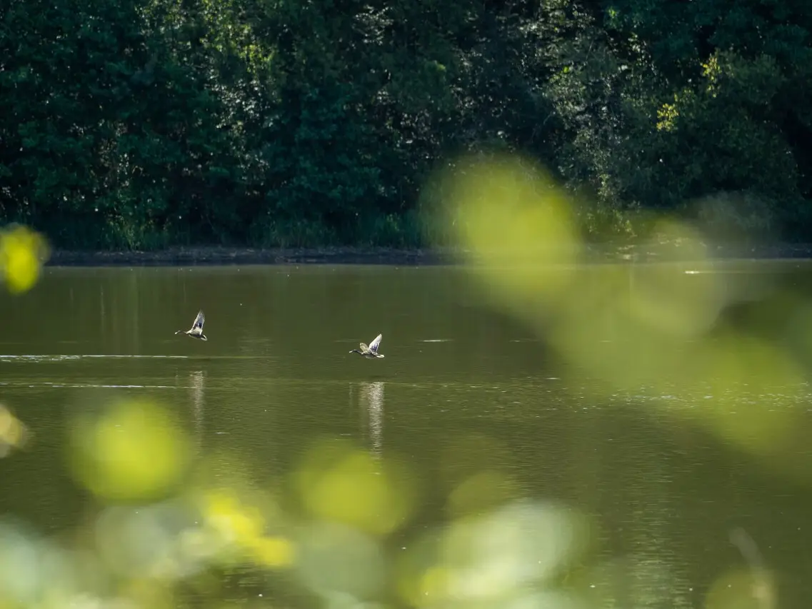 étang de La Pouge - photo Tolga Sarikose-Département de la Haute-Vienne-Web