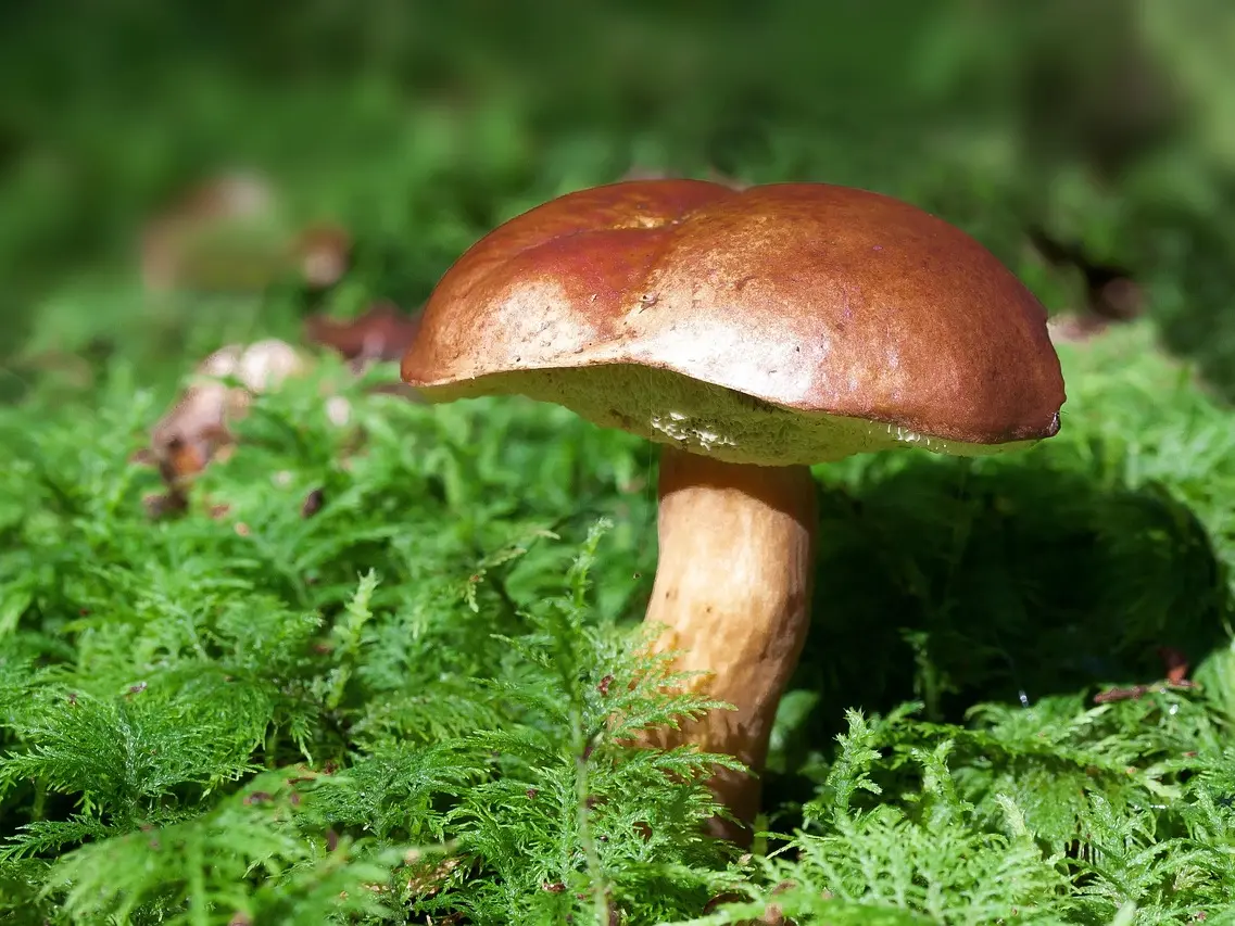 image champignons