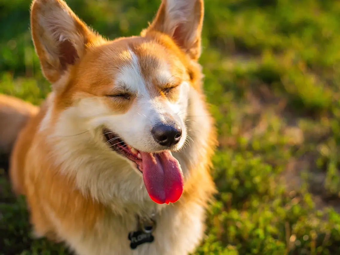 molnarszabolcserdely-corgi-6673343_1280