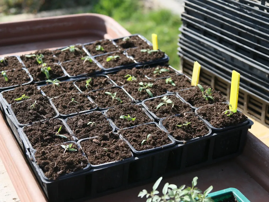 plants
