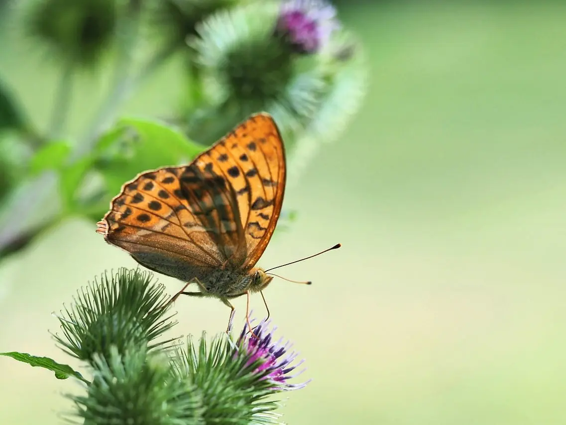 ralf1403-butterfly