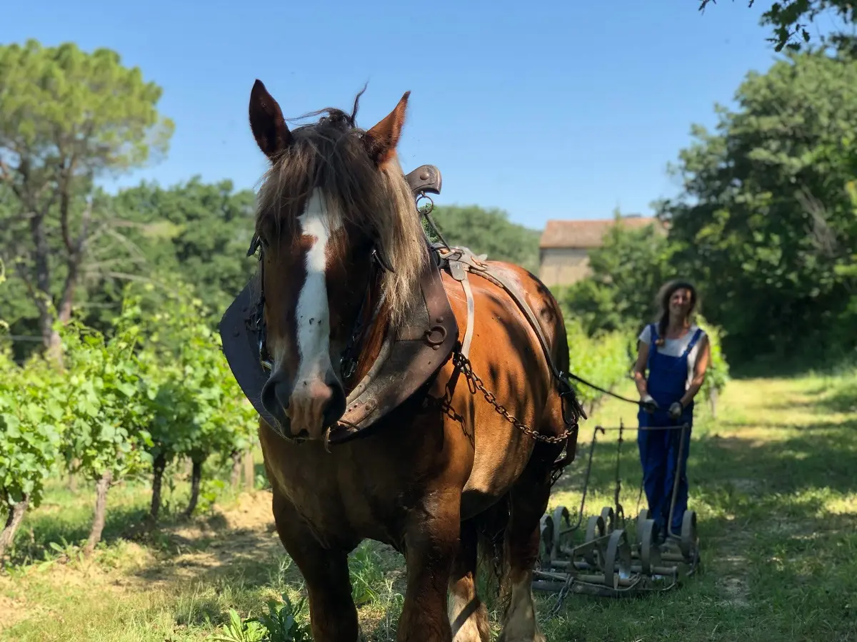 Domaine du grès vaillant_Visite authentique