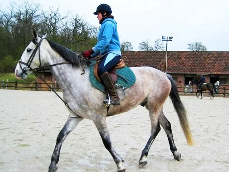 equitation-centre-equestre-le-robillard