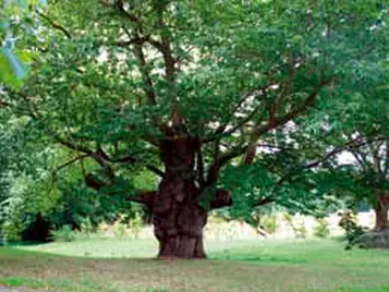 Arbre remarquable PG