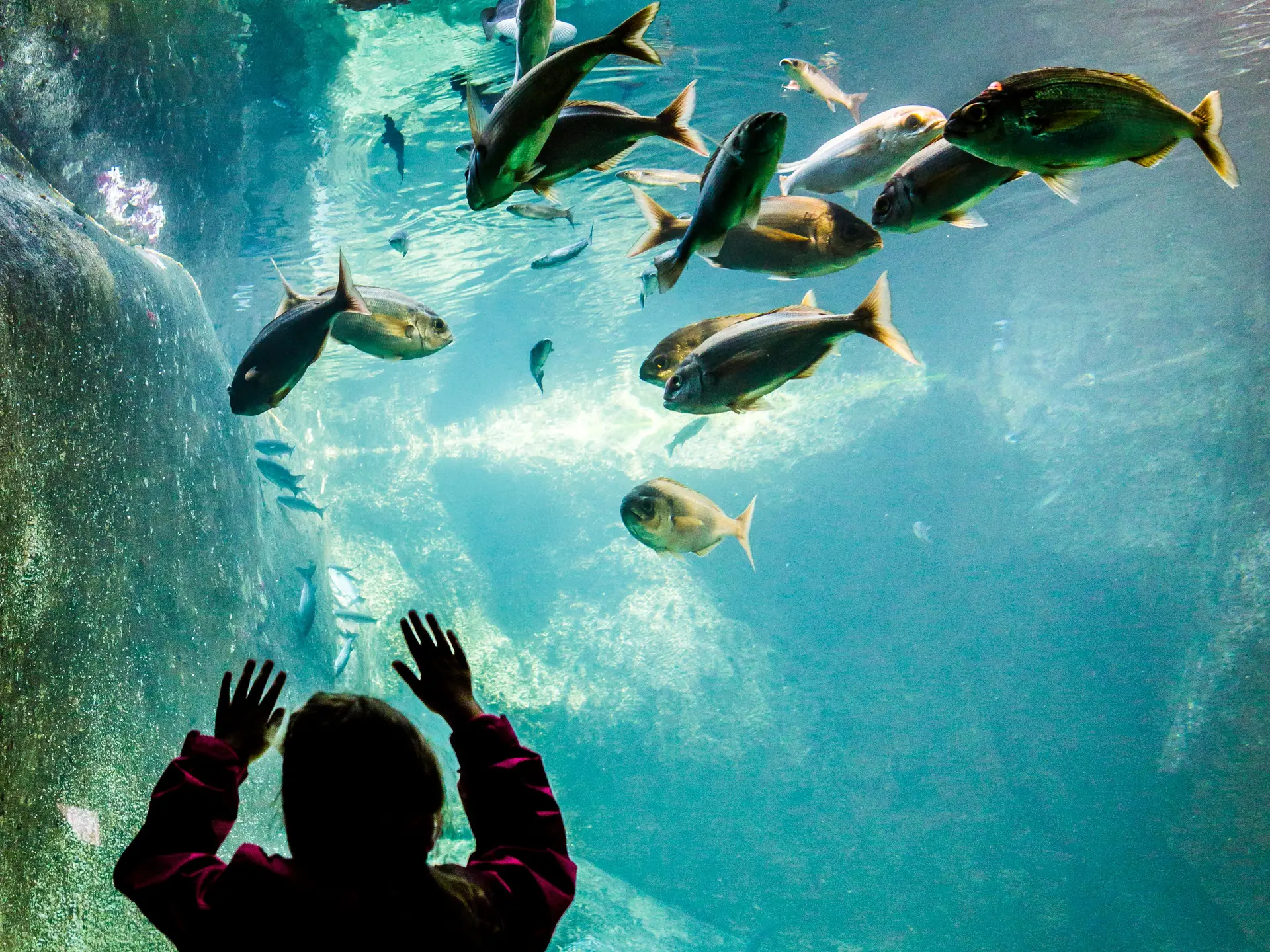 L'Oeil de Paco - Aquarium de Trégastel - LTC (98)