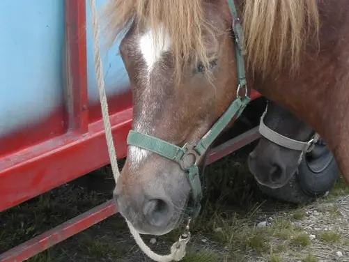 Centre equestre-Point vert