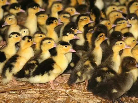 ferme_roulland_canetons_1