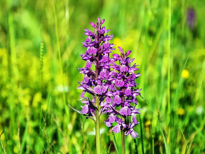 flower-3421864-960-720