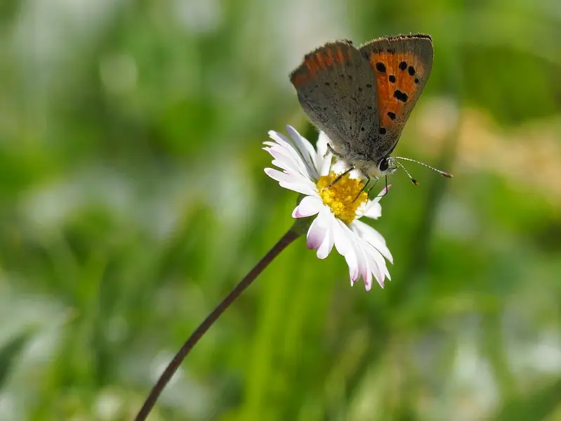 nature-3334026-960-720