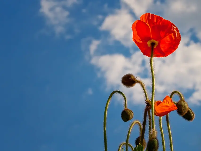 poppy-641423-960-720