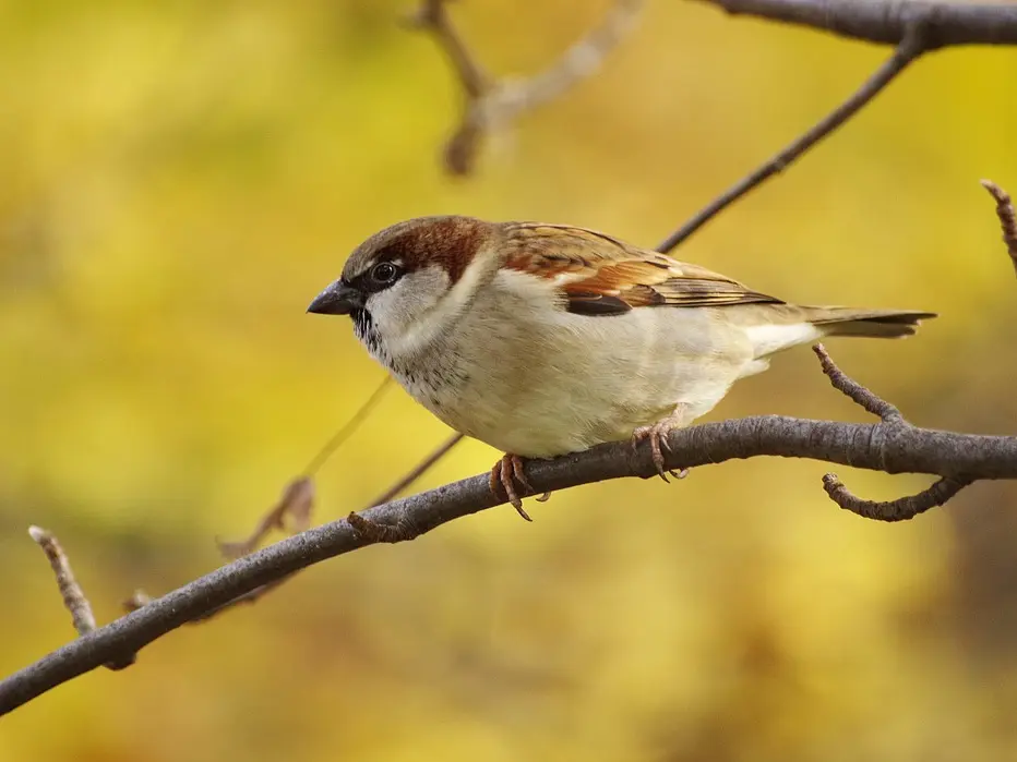 sparrow-3876487-960-720