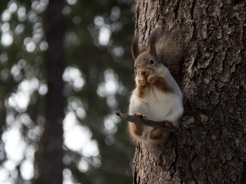 squirrel-2125021-960-720