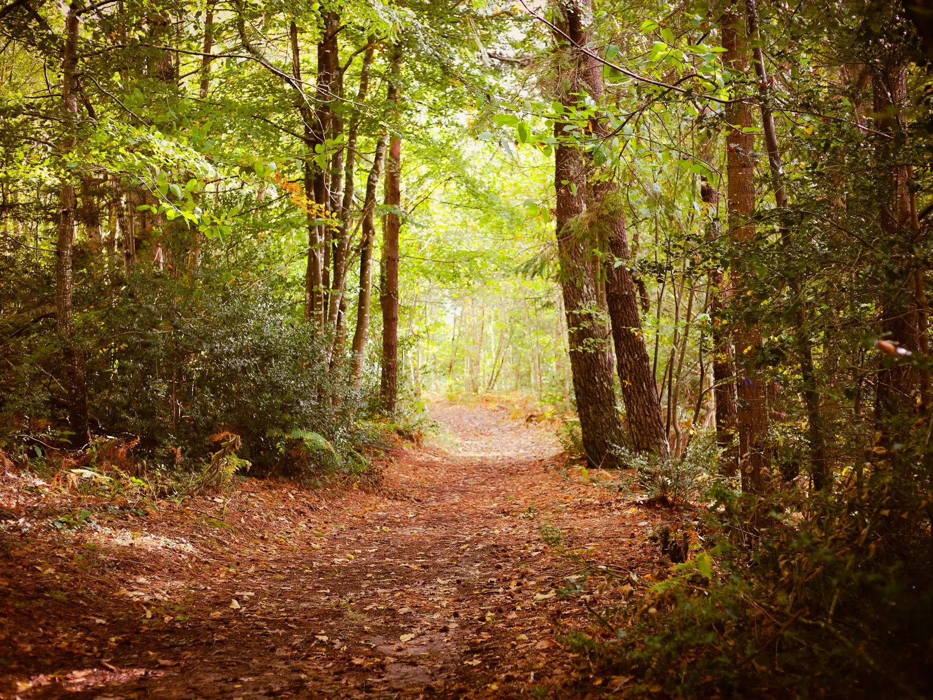 Bois de Roscouré - Combrit - Pays Bigouden