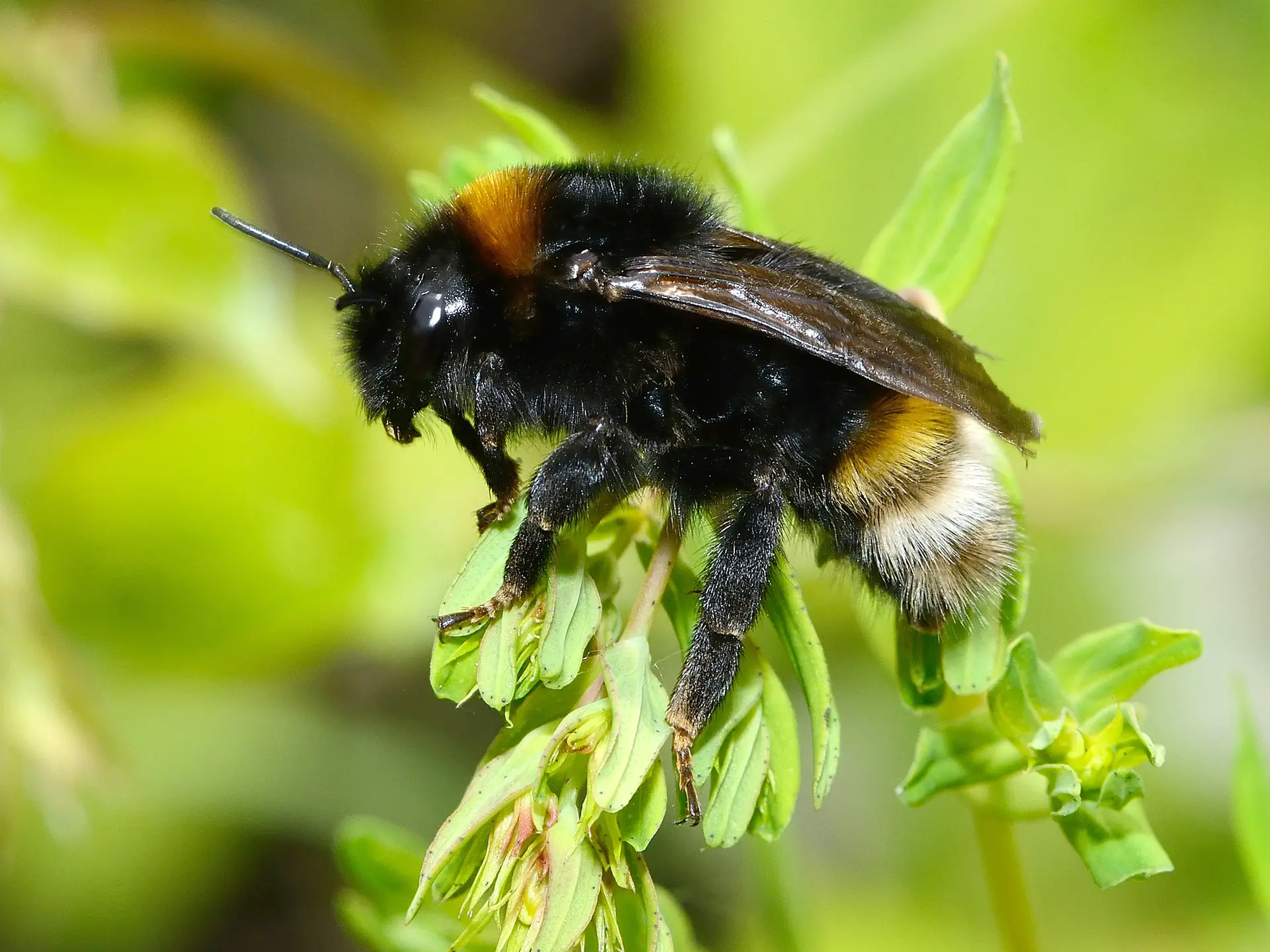 7 Bombus vestalis female @david Genoud