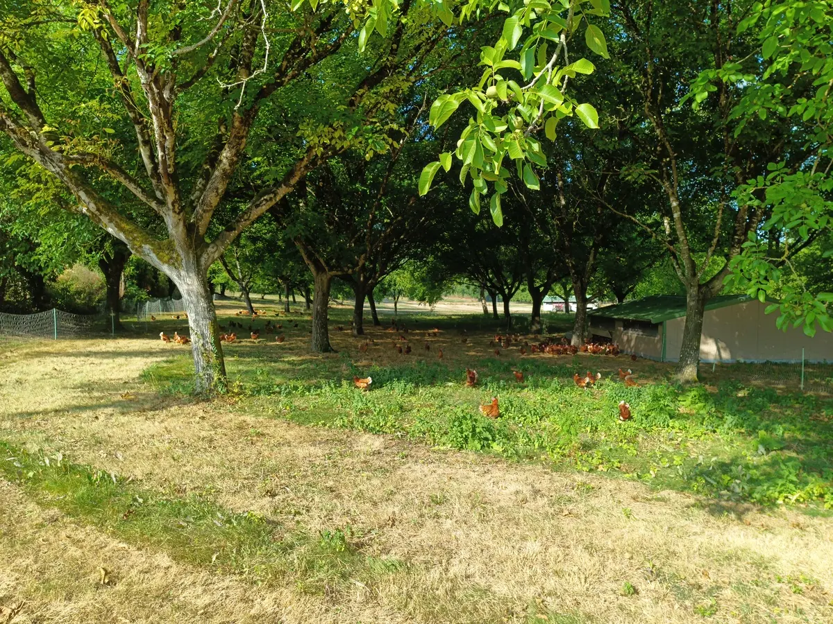 2026 Les cocottes d'Antoine - Grand Brassac (1)