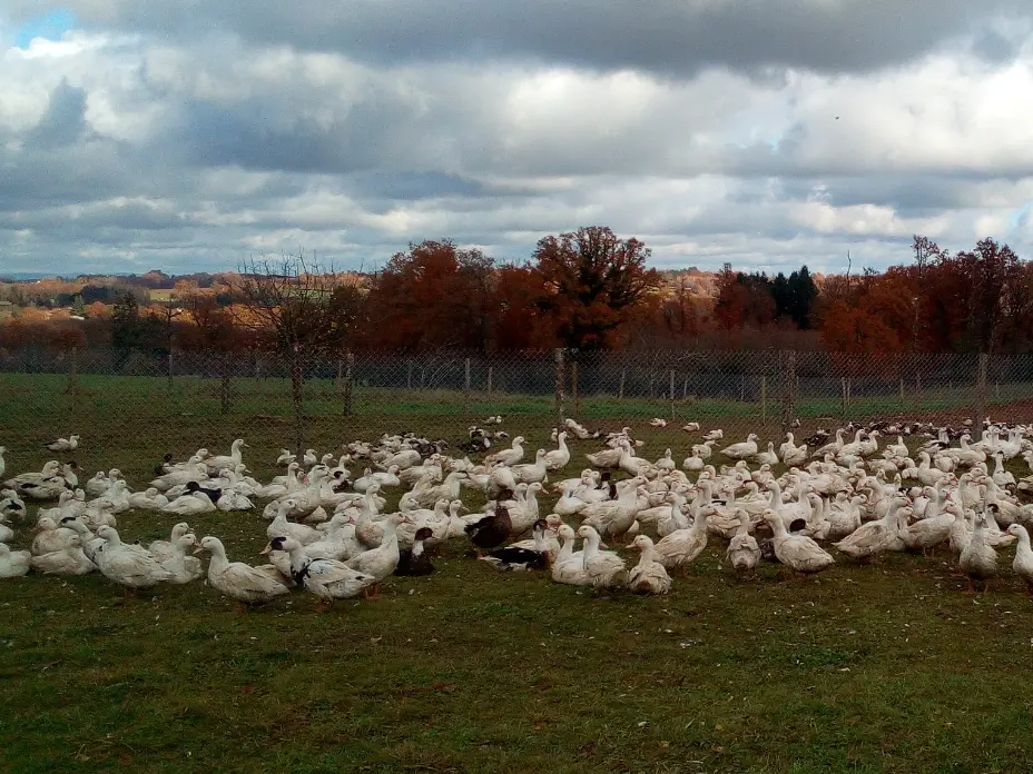 Produits frais et conserves de canards gras - Ferme de Lauzanne_1