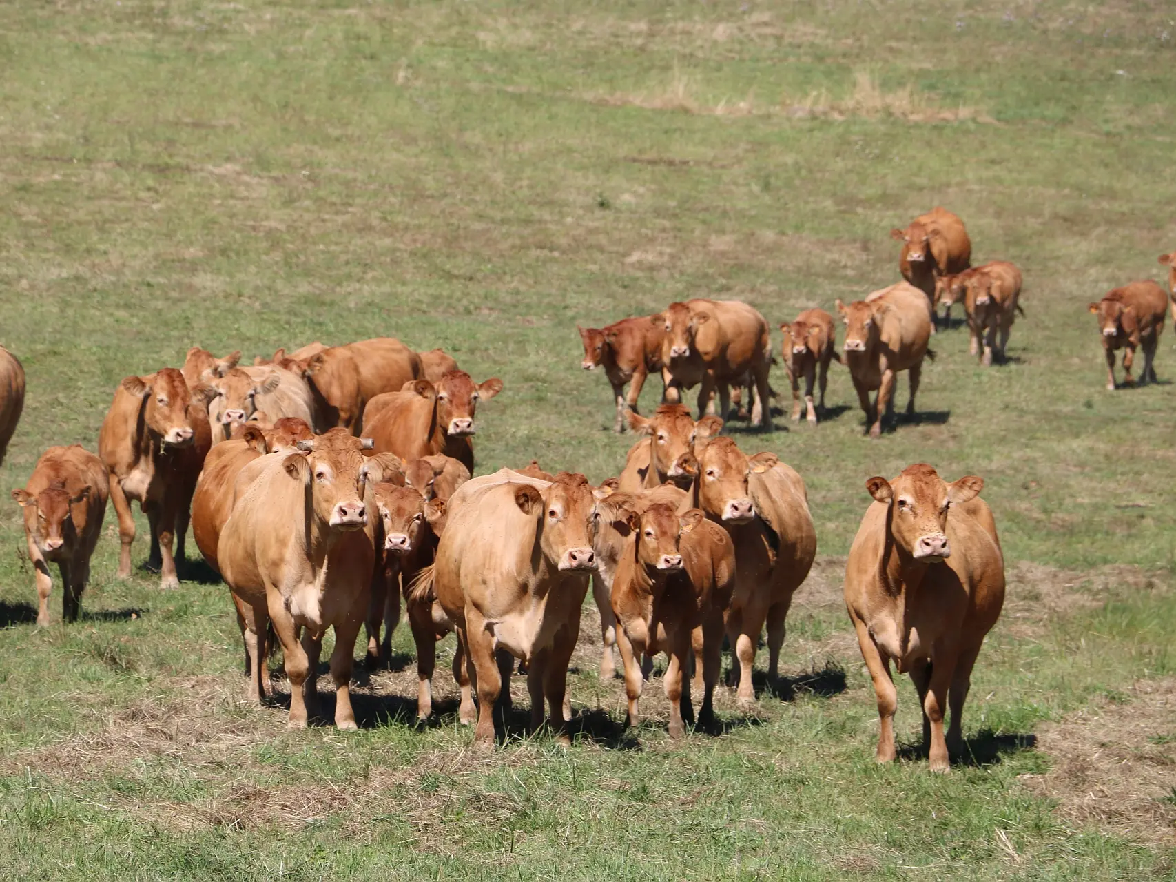 vaches limousines