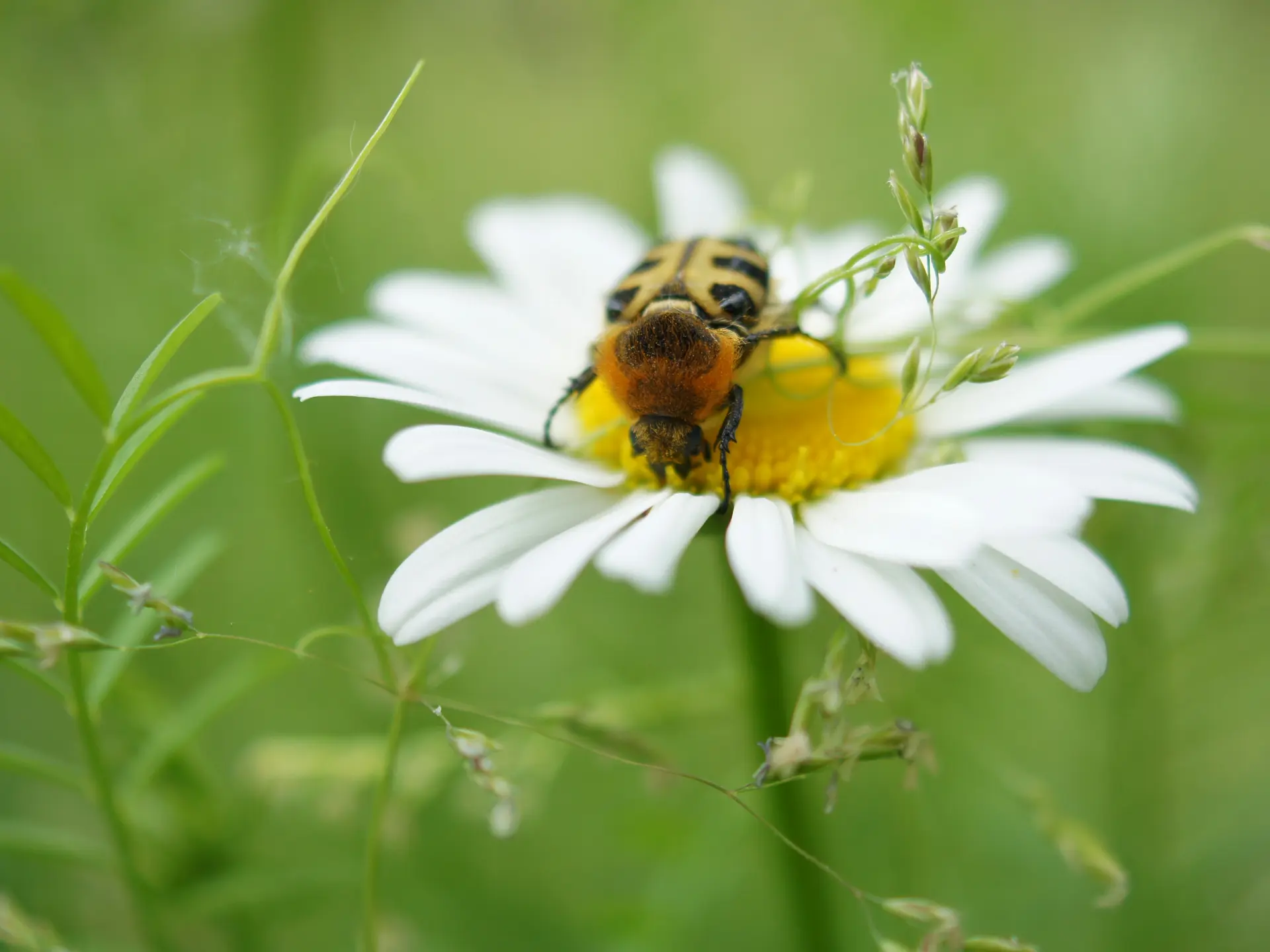 Abeille