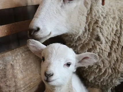 Agneau